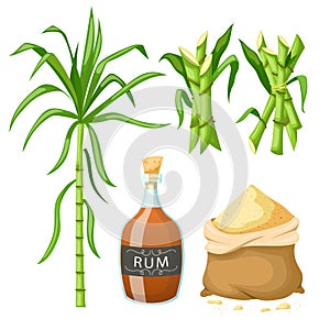 sugar cane set cartoon vector illustration