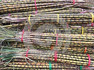 Sugar cane stalks