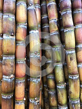 Sugar cane stalks