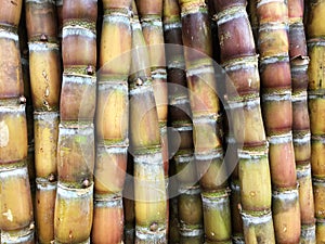 Sugar cane stalks, closeup