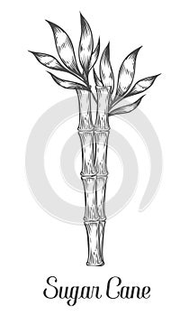 Sugar cane stem branch and leaf vector hand drawn illustration.