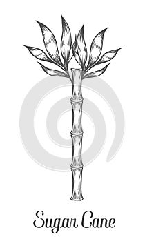 Sugar cane stem branch and leaf vector hand drawn illustration. Sugarcane Black on white