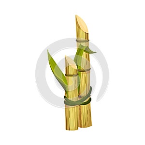 Sugar Cane Strong Unbranched Stems Cut and Corded Vector Illustration