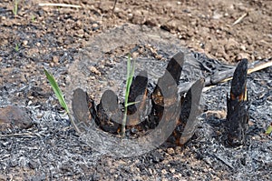 Sugar cane stump