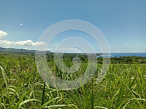 Sugar cane, sugarcane field growing in the south of mauritius island