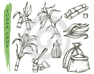 Sugar cane or sugarcane isolated sketch symbols