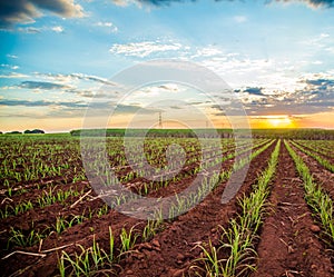 Sugar cane sunset plantation beautiful