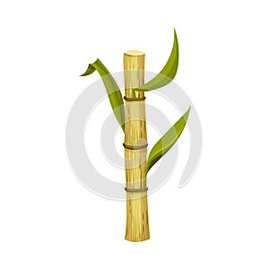 Sugar Cane Unbranched Stem with Green Leaves Vector Illustration