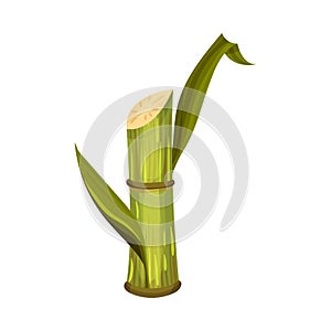 Sugar Cane Unbranched Stem with Green Leaves Vector Illustration