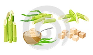 Sugar Cane Unbranched Stems with Leaves and Superfood like Brown Granulated Sugar Vector Set photo