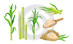 Sugar Cane Unbranched Stems with Leaves and Superfood like Brown Granulated Sugar Vector Set photo