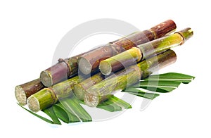 Sugar cane on white background