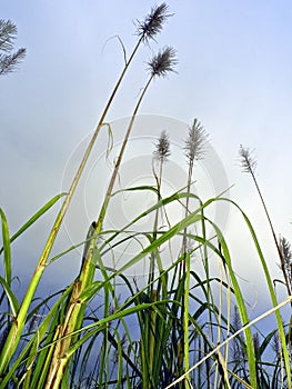 Sugar Canes