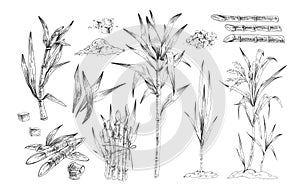 Sugar canes hand drawn vector illustrations set. Sugarcane trees, growing plant branches engravings pack. Rum ingredient