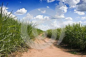 Sugar canes plantation