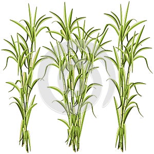 Sugar CaneSugar Cane Exotic Plant Vector Illustration isolated on White