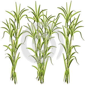 Sugar CaneSugar Cane Exotic Plant Vector Illustration isolated on White photo
