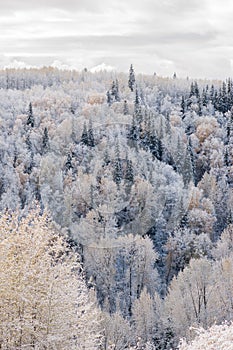 Sugar Coated Trees - Boreal Forest Slope