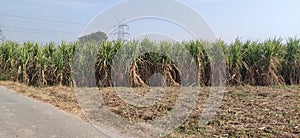 sugar crops: sugar  sugar cane. However, sugar and syrups are also produced from the sap of certain  from sugar palm