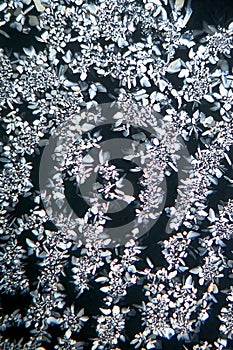 Sugar crystal abstract