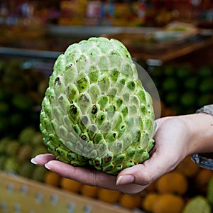 Sugar or custard apple in hand