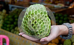 Sugar or custard apple in hand