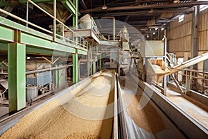 Sugar factory interior with conveyor belts transporting freshly cut sugar cane and machinery processing the raw material into photo