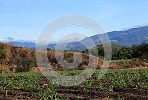 Sugar fields in Costa Rica