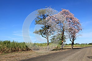 Sugar fields in Costa Rica