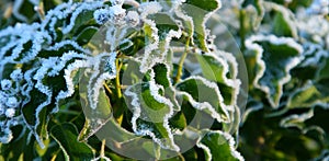 Sugar frosted ivy leaves