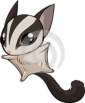 Sugar glider photo