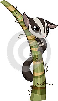 Sugar glider photo