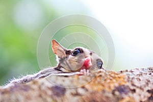 Sugar glider