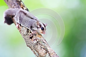 Sugar glider