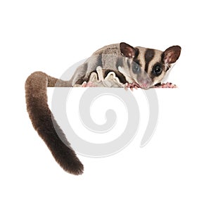 Sugar Glider