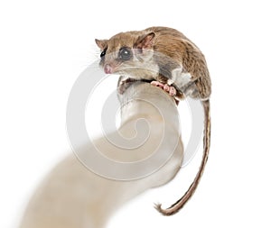 Sugar glider on a branch - Acrobates pygmaeus