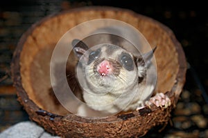 Sugar Glider Coconut