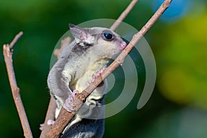 Sugar glider on dry branches