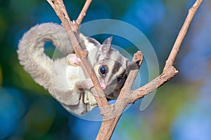 Sugar glider on dry branches