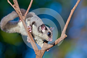 Sugar glider on dry branches