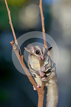 Sugar glider on dry branches