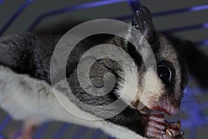 Sugar glider eating