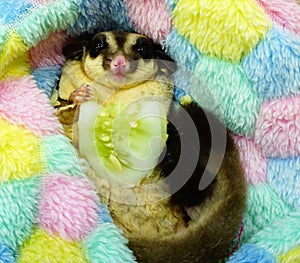 Sugar glider eating cucumber