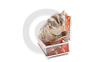 Sugar glider in glass box
