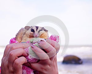 Sugar glider hand holding, Petaurus breviceps, suggie, cute pet animal