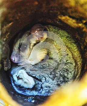 Sugar glider live inside a tree log