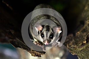 Sugar glider live inside a tree log