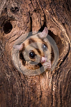 Sugar Glider peeking out