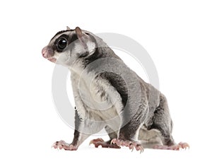 Sugar glider - Petaurus breviceps (3years old)