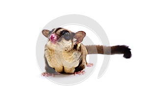 Sugar glider, Petaurus breviceps